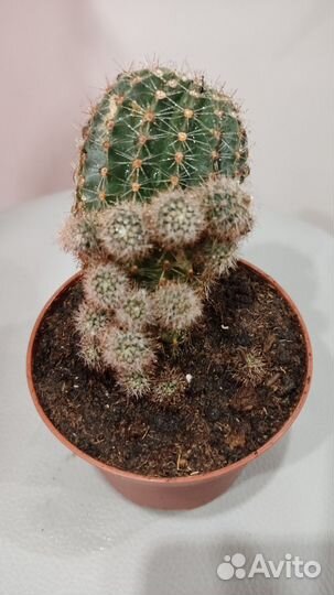 Кактус