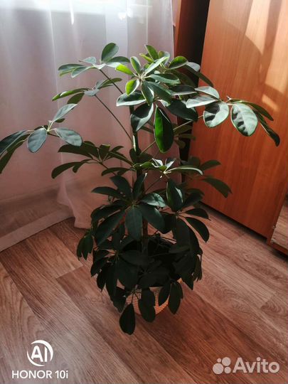 Комнатные цветы шефлера