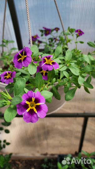 Калибрахоа