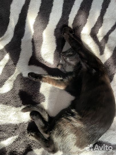 Котик в добрые руки