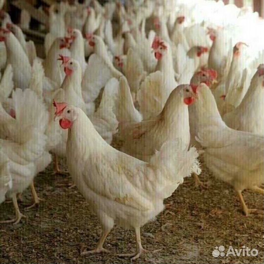 Куры молодки несушки