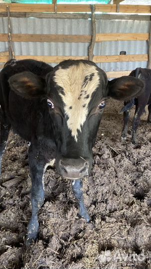 Бычки 7 голов