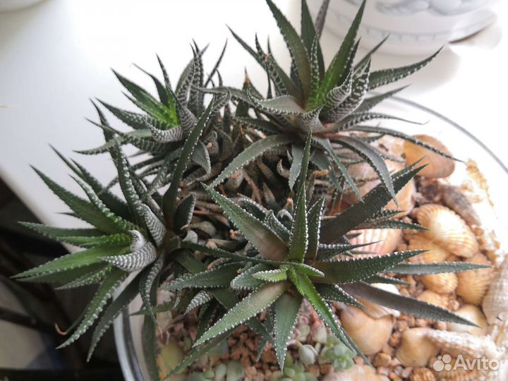 Домашние цветы