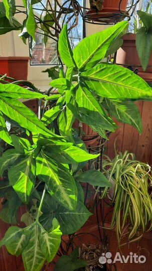 Сингониум ножколистный