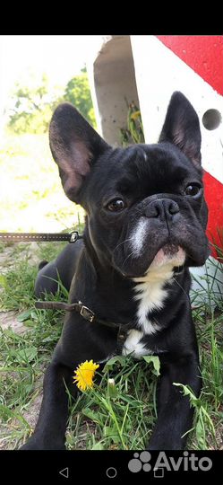 Французский бульдог кобель вязка