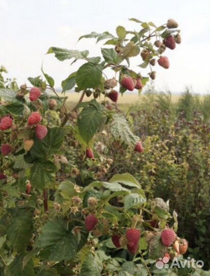 Саженец крупноплодной малины зкс