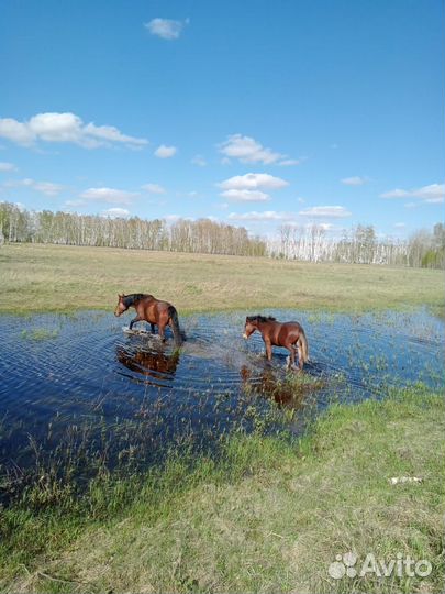 Продам лошадь с жеребёнком