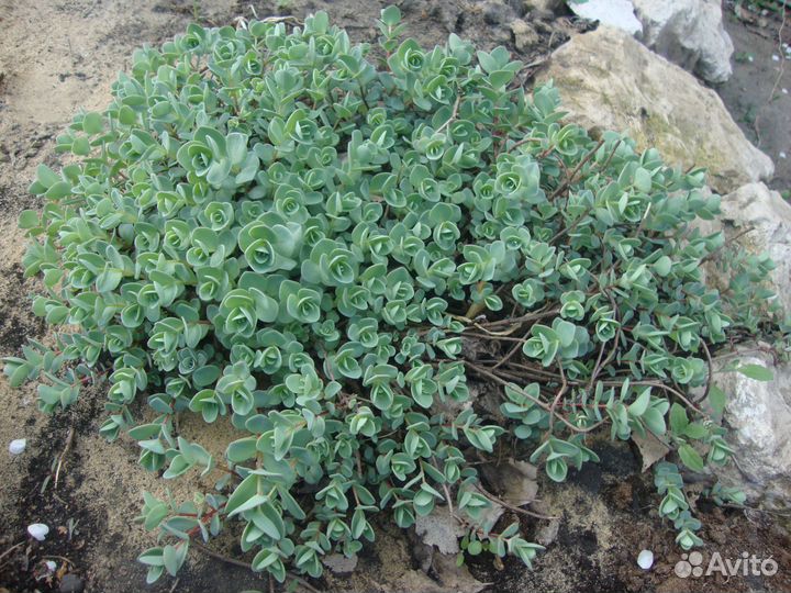 Почвопокровные растения для сада