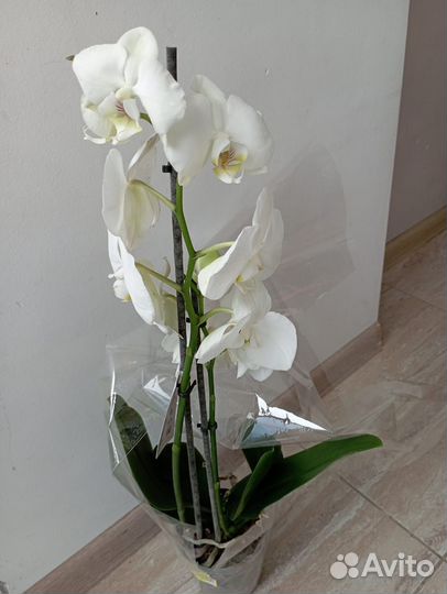Орхидея фаленопсис