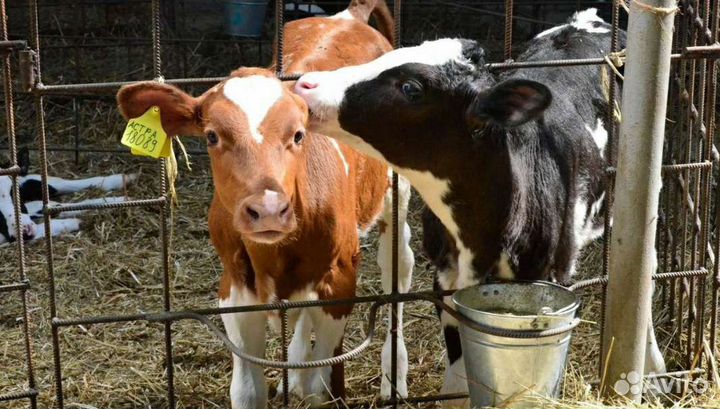 Холмогоры Голштины Бычки Тёлки