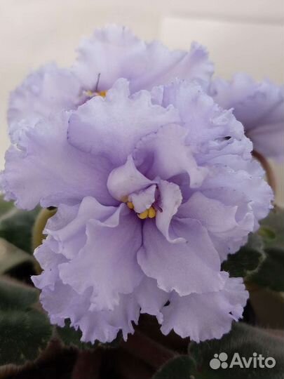 Фиалка (детки)