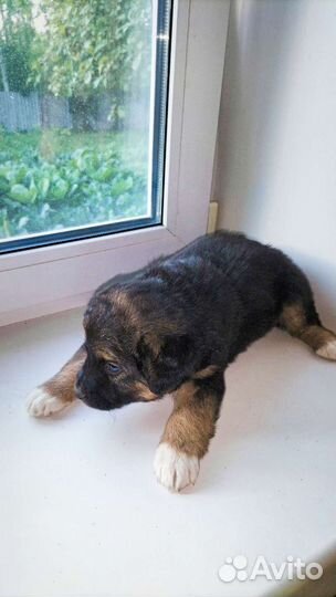 Щенки парсен-рассел терьер