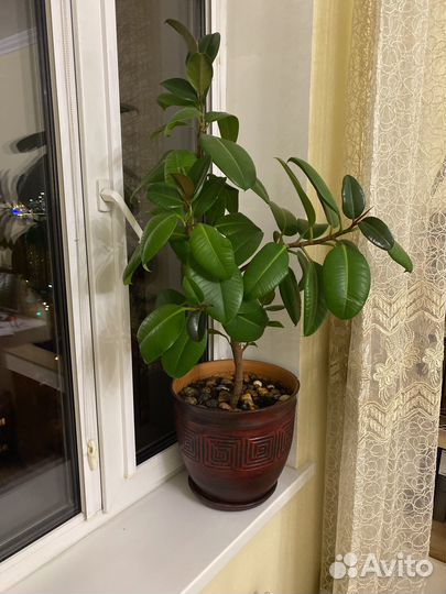 Фикус с шоршком, высота дерева болле 1 м