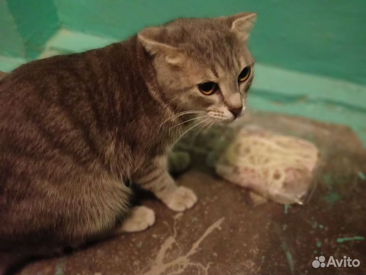 Кошка потеряшка