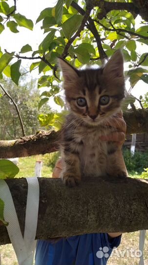 Котята в добрые руки 3 месяца.Все мальчики