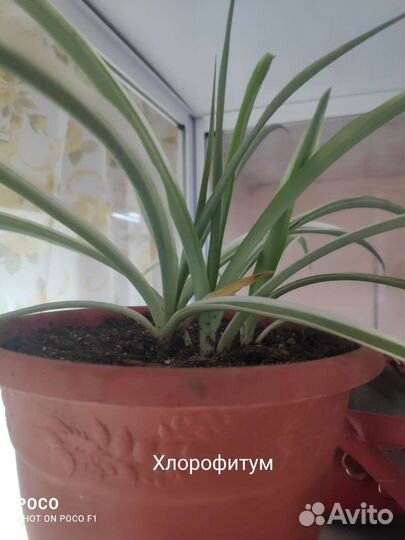 Комнатные цветы