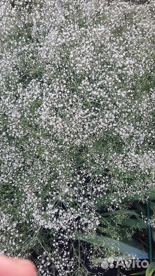 Многолетники садовые