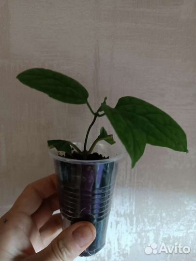 Клеродендрум Томпсона