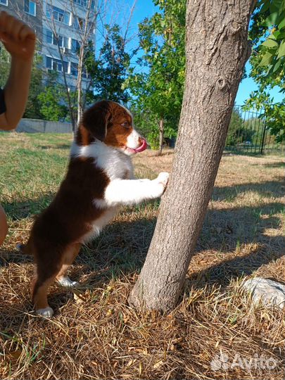 Щенок австралийской овчарки (аусси)