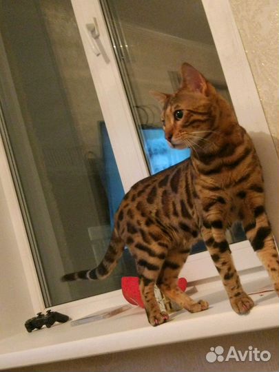 Чистокровный Бенгал, вязка