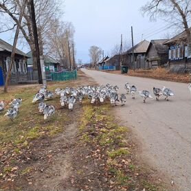 Индюки домашние