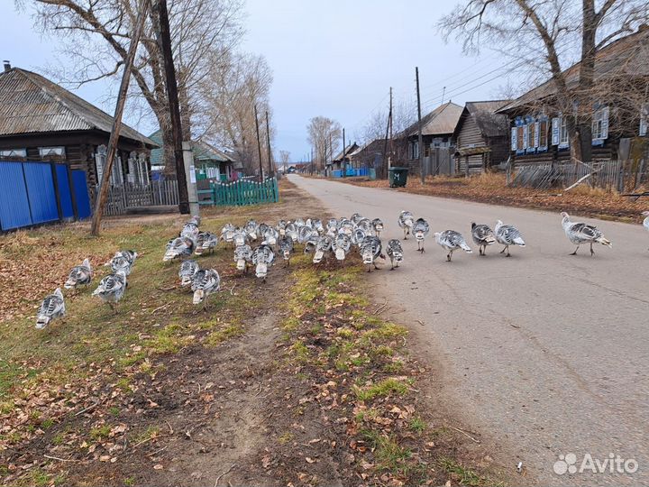 Индюки домашние