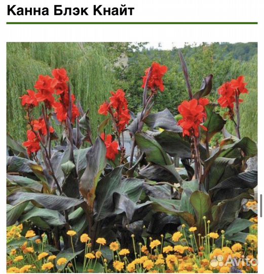 Цветы канны