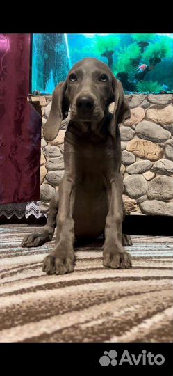 Веймаранер