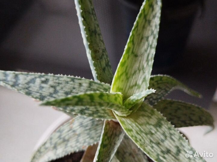 Кактус, алоэ, каланхоэ