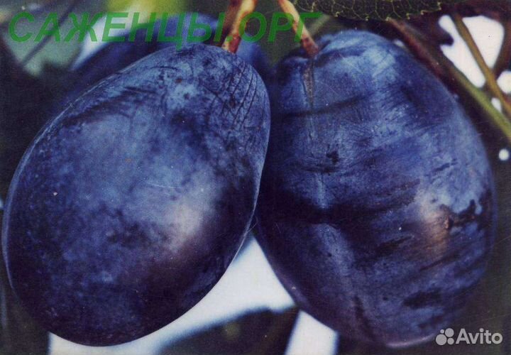 Саженцы слива: синяя, желтая, чернослив