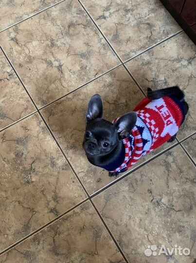 Вязка кобель чихуахуа