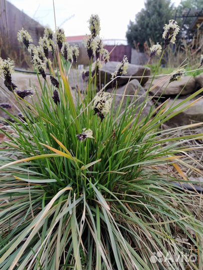 Растения для сада