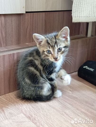 Котята в добрые руки бесплатно