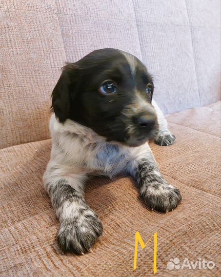 Щенки русского спаниеля