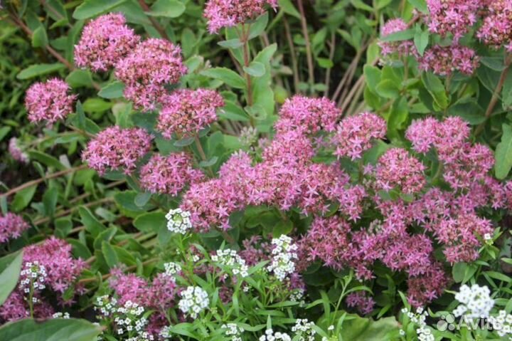 Очиток Хосе-Ауберджин