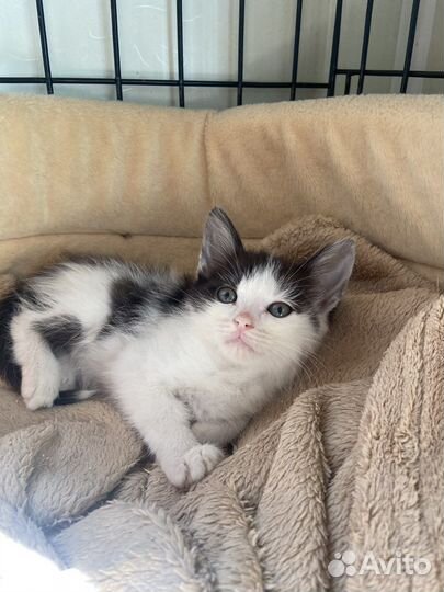 Котенок в добрые руки