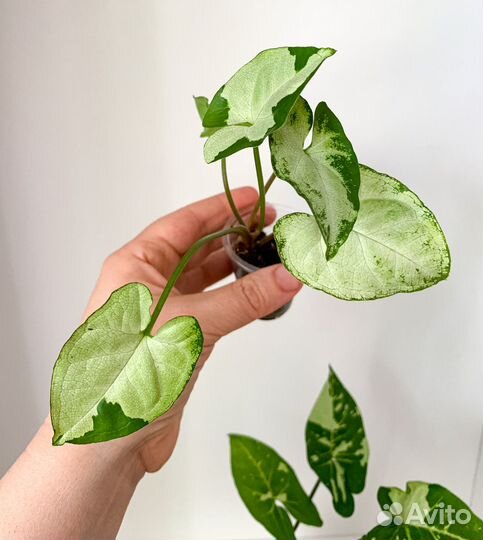 Сингониумы 1 часть