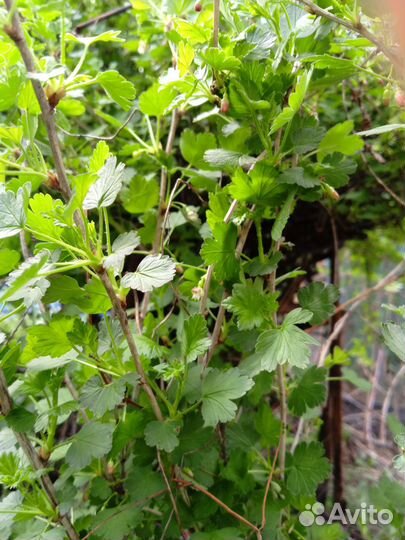 Отводки крыжовника и кемберлен