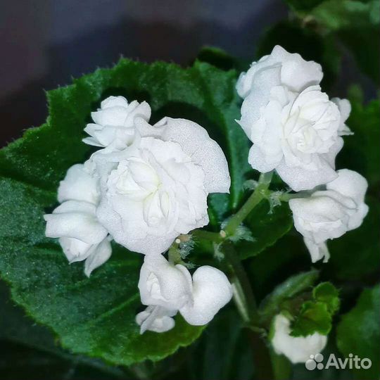 Бегония вечноцветущая махровая. Белая