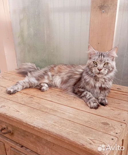 Кошка мейн-кун