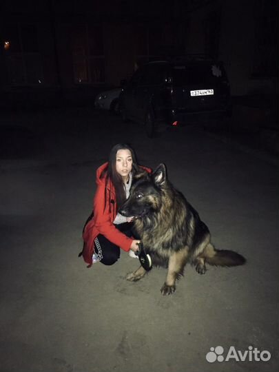 Выгул собак,дрессировка