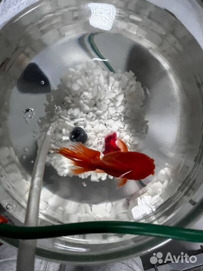 Аквариум для рыбки (круглый)