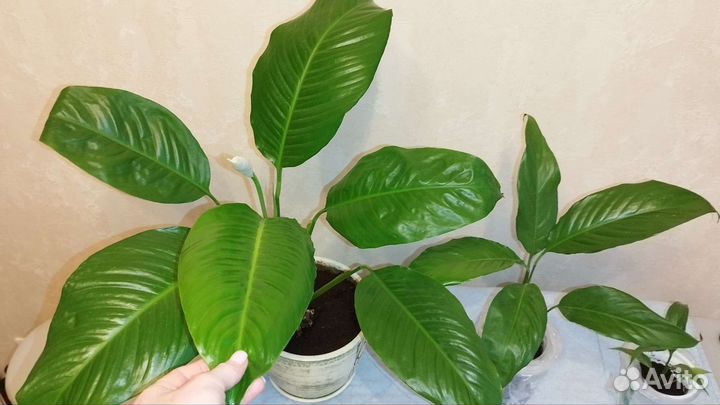 Спатифиллум Лемон Глоу (Lemon Glow)