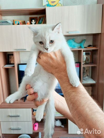 Британская девочка