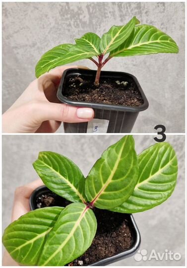 Сотовые фикусы, санхеция (саншеция)