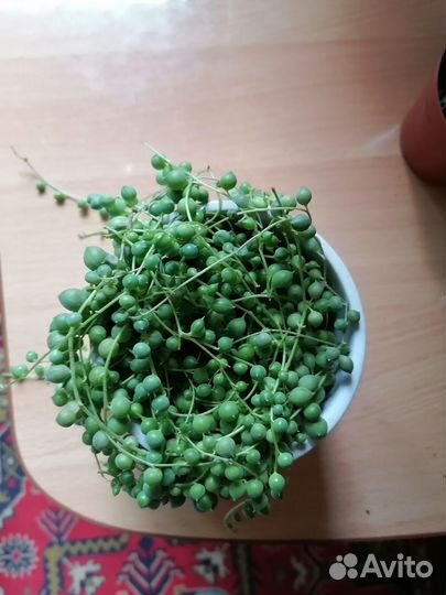 Крестовник Роули