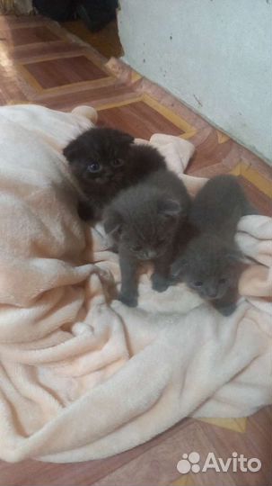 Кошки вислоухие