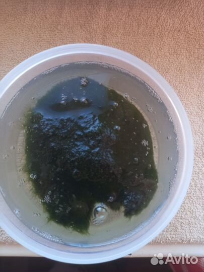 Кладрофора для аквариума