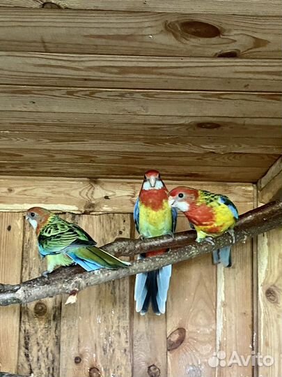 Птенцы розелла