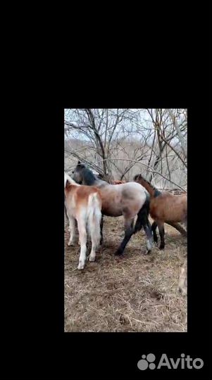 Жеребята 1год